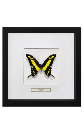 Marc decoratiu amb papallona "Papilio Thoas Cinyras"