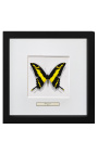 Cadre décoratif avec papillon "Papilio Thoas Cinyras"
