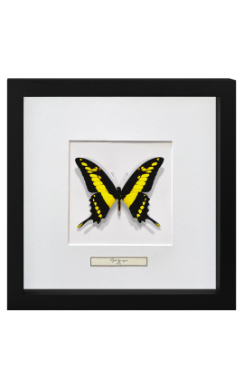 Moldura decorativa com borboleta "Papilio Thoas Cinyras"