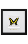 Cadru decorativ cu un fluture Papilio Thoas Cinyras