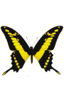 Cadre décoratif avec papillon "Papilio Thoas Cinyras"