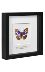 Decorative frame with a butterfly "Sasakia Charonda"