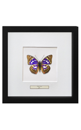Cadre décoratif avec papillon "Sasakia Charonda"