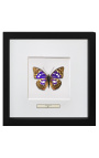 Decoratieve frame met een butterfly "Sasakije Charonda"