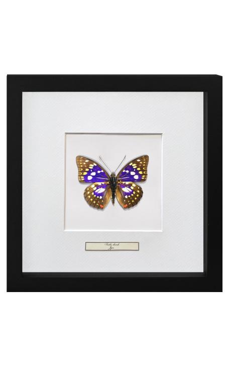 Декоративная рамка с бабочкой "Sasakia Charonda"