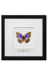 Quadro decorativo com uma borboleta Sasakia Charonda