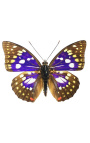 Cadre décoratif avec papillon "Sasakia Charonda"