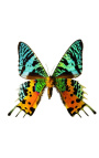 Marco decorativo con mariposa "Urania Ripheus"