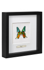 Декоративная рамка с бабочкой "Urania Ripheus"