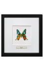 Decorative frame with a butterfly "Urania Ripheus"