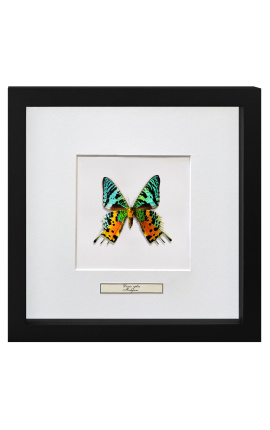 Dekorativ ramme med en butterfly "Urania Ripheus"