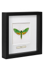 Marc decoratiu amb papallona "Papilio Phorcas"