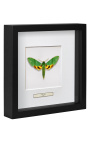 Telaio decorativo con farfalla "Papilio Phorcas"