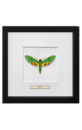 Cadre décoratif avec papillon "Euchloron Megaera"
