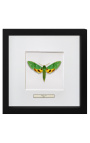 Dekoračný rám s motýľom "Papilio Phorcas"