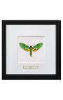 Telaio decorativo con farfalla "Papilio Phorcas"