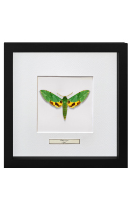 Cornice decorativa con farfalla "Papilio Phorcas"