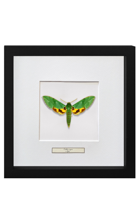 Dekorativ ram med en fjäril "Papilio Phorcas"