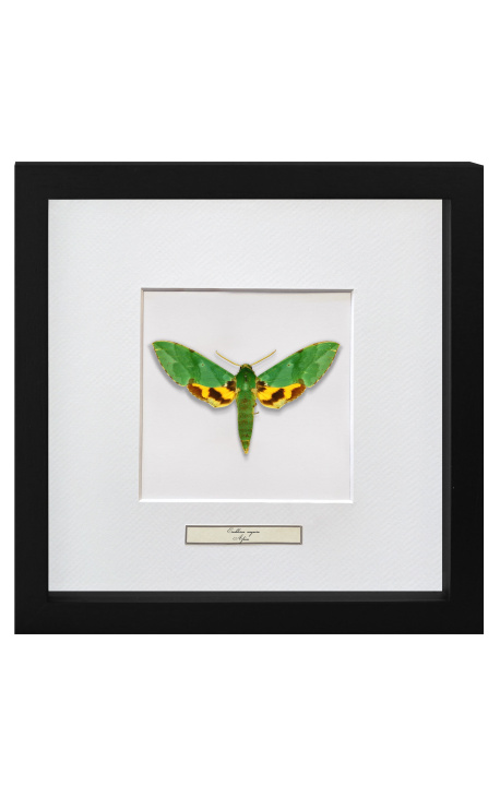 Telaio decorativo con farfalla "Papilio Phorcas"