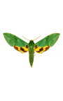 Moldura decorativa com borboleta "Papilio Phorcas"