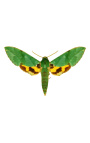 Telaio decorativo con farfalla "Papilio Phorcas"