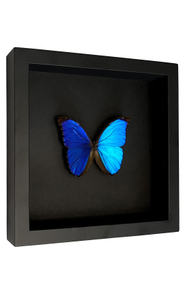 Marc decoratiu sobre fons negre amb papallona &quot;Morpho Menelaus&quot;