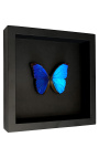 Dekorativer Rahmen auf schwarzem Hintergrund mit Schmetterling "Morpho Menelaus"