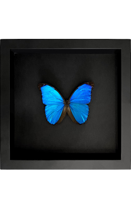Dekoračný rám na čiernom pozadí s motýľom "Morpho Menelaus"