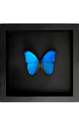 Cadre décoratif sur fond noir avec papillon "Morpho Menelaus"