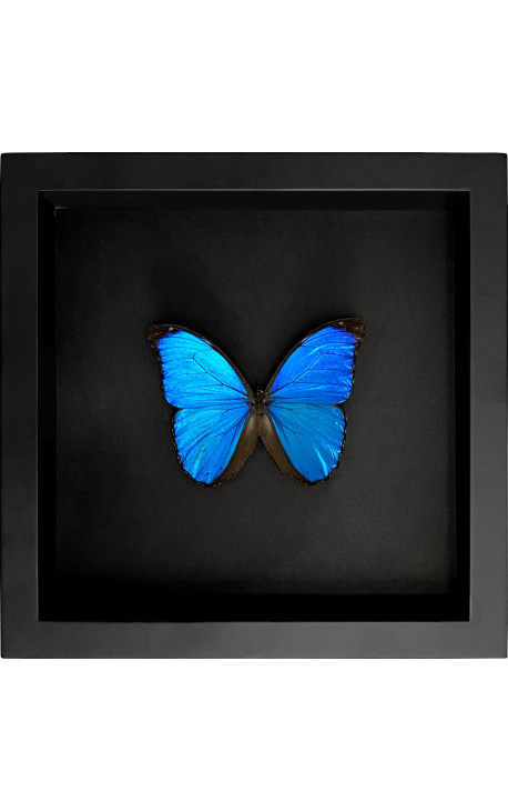 Decorative frame on black background with butterfly "Morpho Menelaus"
