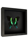 Dekoračný rám na čiernom pozadí s motýľom "Papilio Blumei"