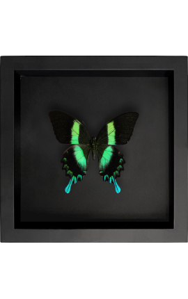 Dekorativ ramme på sort baggrund med sommerfugl "Papilio Blumei"
