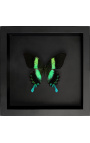 Marco decorativo en fondo negro con mariposa "Papilio Blumei"