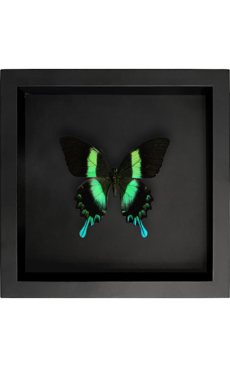 Cadre décoratif sur fond noir avec papillon "Papilio Blumei"