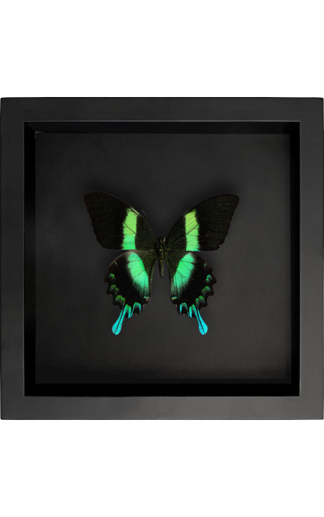 Moldura decorativa em fundo preto com borboleta "Papilio Blumei"