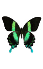 Moldura decorativa em fundo preto com borboleta "Papilio Blumei"