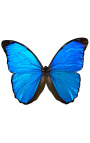 Декоративна рамка на черен фон с пеперуда "Морфо Менелай"