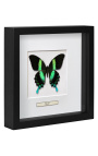 Cadre décoratif avec papillon "Papilio Blumei"