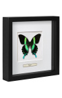 Marc decoratiu amb papallona "Papilio Blumei"