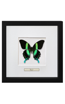 Cadre décoratif avec papillon "Papilio Blumei"