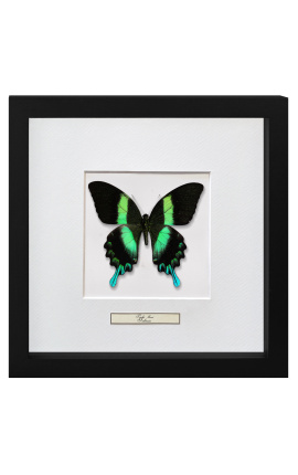 Marco decorativo con mariposa "Papilio Blunei"