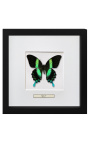 Dekorativ ramme med en sommerfugl "Billeder af Papilio Blunei"