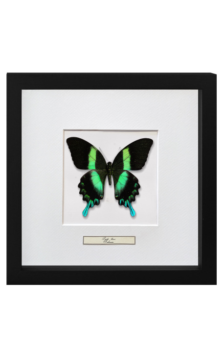 Ramy dekoracyjne z butterfly "Papilio Blunei"