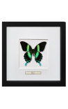 Koristeinen kehys perhosella Papilio Blunei