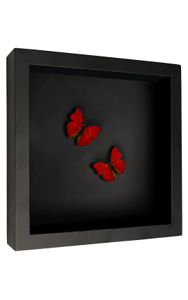 Dekorativní rámec na černém pozadí s motýlem &quot;Cymothoe Sangaris&quot;