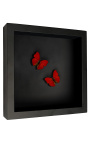 Decoratieve frame op zwarte achtergrond met butterfly "De Cymothoe Sangaris"