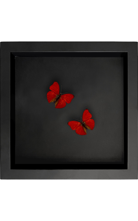 Marco decorativo sobre fondo negro con mariposa "Cymothoe Sangaris"