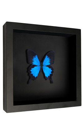 Dekorativ ramme på svart bakgrunn med butterfly &quot;Ulysses ulysses&quot;