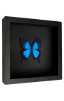 Dekorativer Rahmen auf schwarzem Hintergrund mit Schmetterling "Ulysses Ulysses"