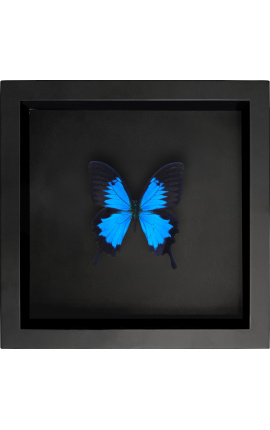 Dekoračný rám na čiernom pozadí s motýľom "Ulysses Ulysses"